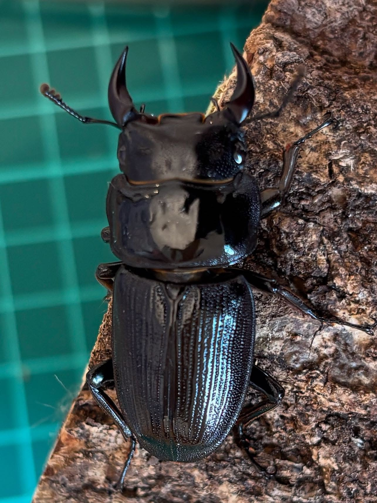 有識者に聞きたいです!