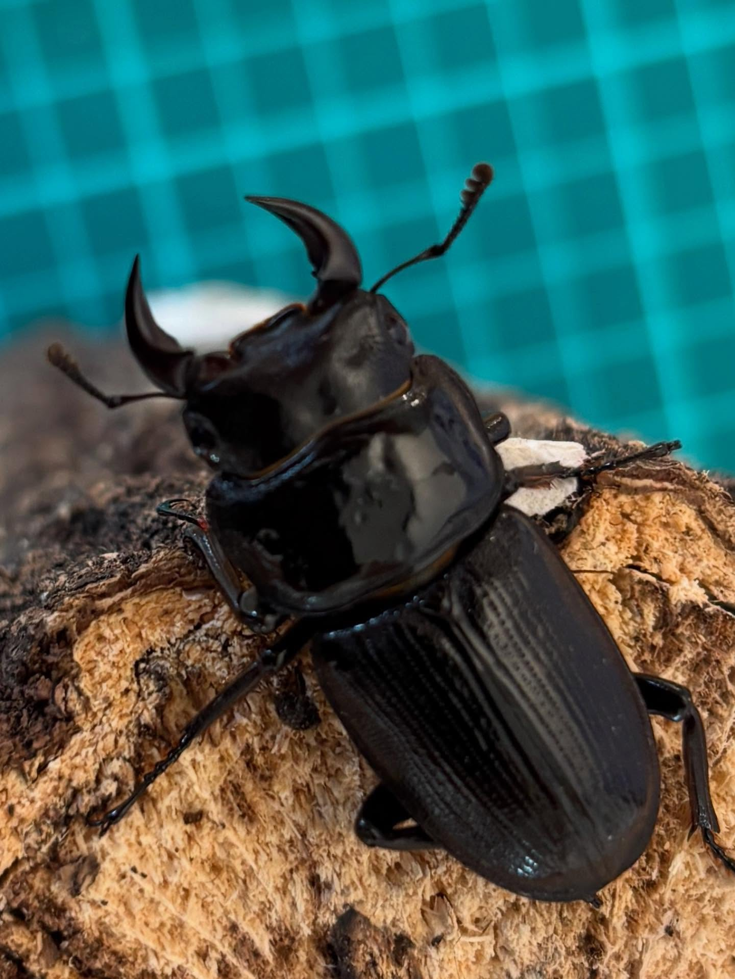 有識者に聞きたいです！